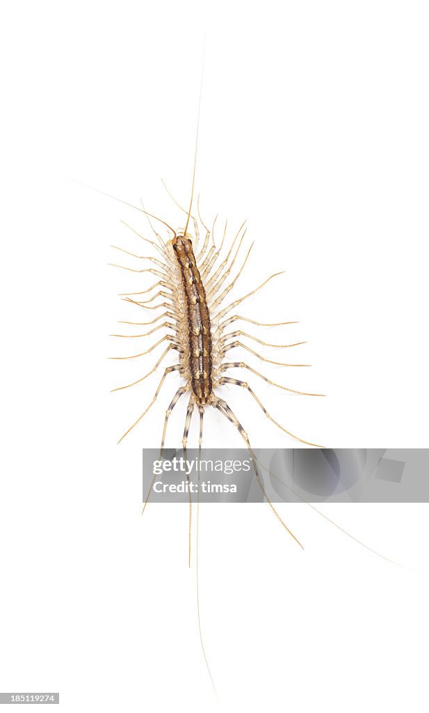 House centipede - full view isolated on white