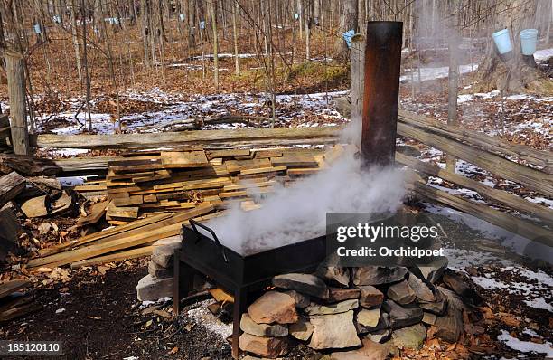 maple syrup making - maple sugaring stockfoto's en -beelden