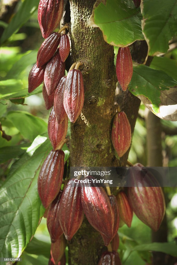 Cocoa Bean in Fruit on Tree Cocoa Farm in Kauai