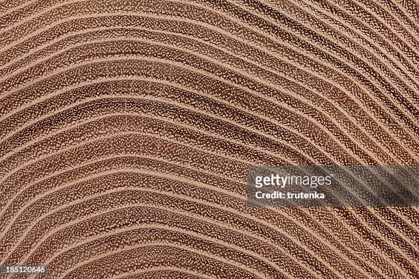 acacia wood texture - bladnerf stockfoto's en -beelden