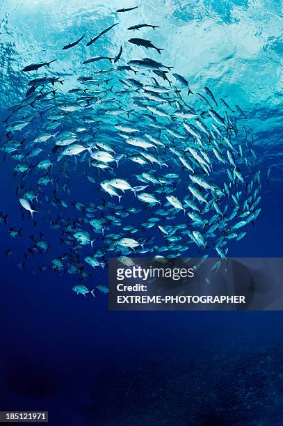 swimming in circles - school of fish stock pictures, royalty-free photos & images