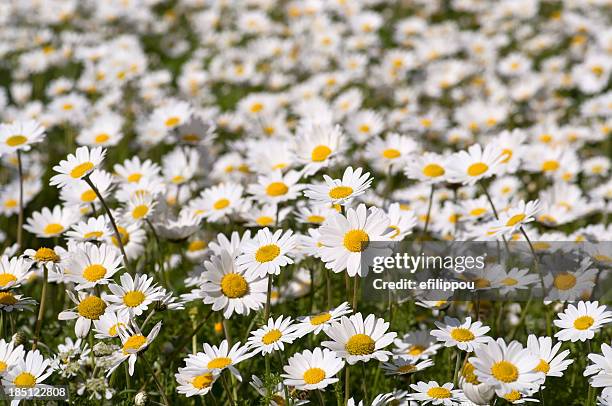 daisy field - marguerite daisy stock pictures, royalty-free photos & images