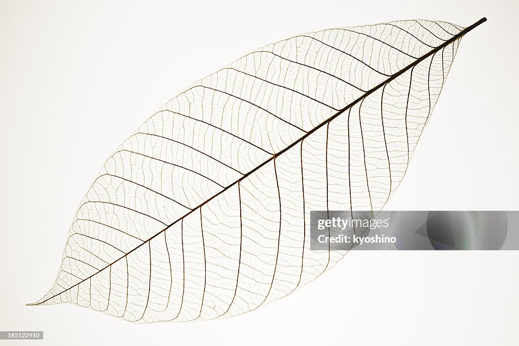 Isolated shot of perfect leaf veins on white background