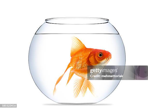 goldfish in aquarium - fish bowl stock pictures, royalty-free photos & images
