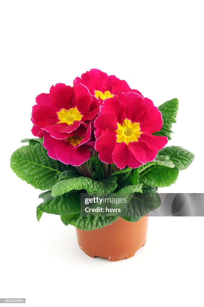 Red pink Primula Primrose (Temperate Flower)