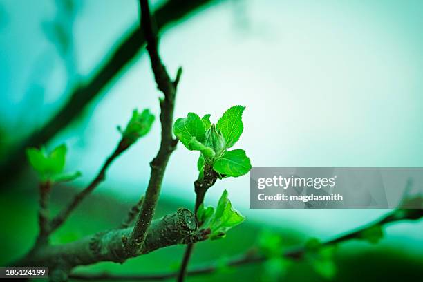 manzano en la primavera - magdasmith fotografías e imágenes de stock