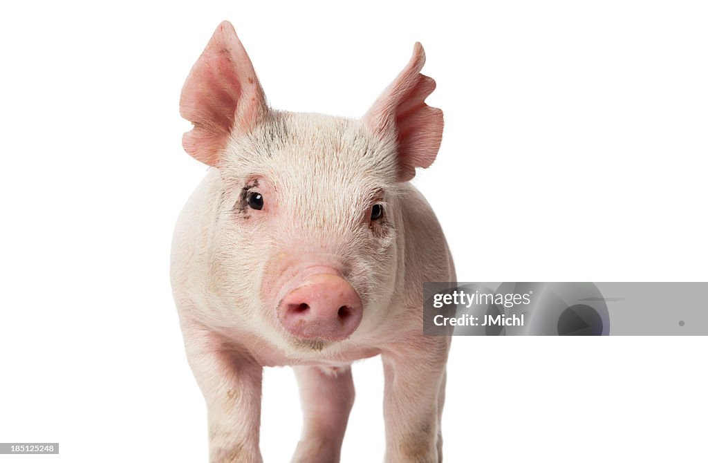 Piglet Looking at Camera Standing on White Background.