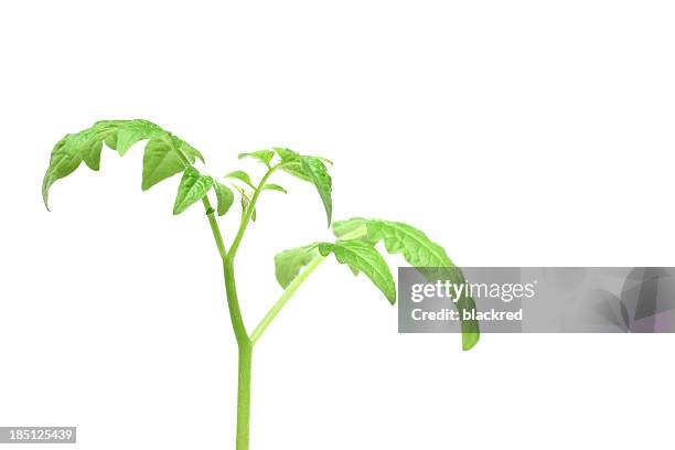 new life - tomato plant stock pictures, royalty-free photos & images