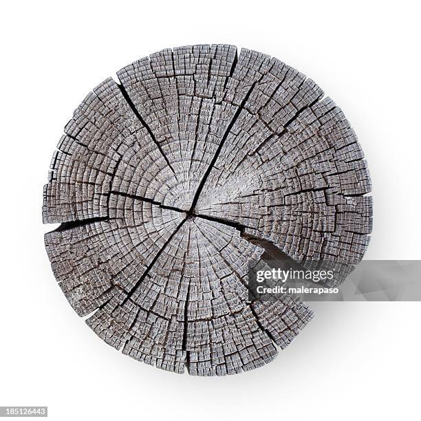 wooden cross section - tree ring stock pictures, royalty-free photos & images