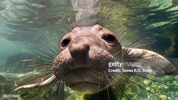 northern elephant seal - northern elephant seal stock pictures, royalty-free photos & images