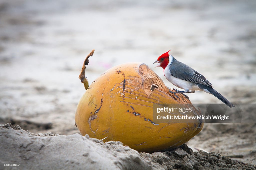 A Red Crested Cardinal pecks into a coconut