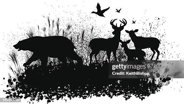 wild animal grunge graphic background - black bear stock illustrations