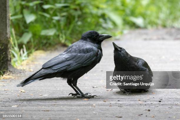 carrion crows interacting - dead raven stock pictures, royalty-free photos & images