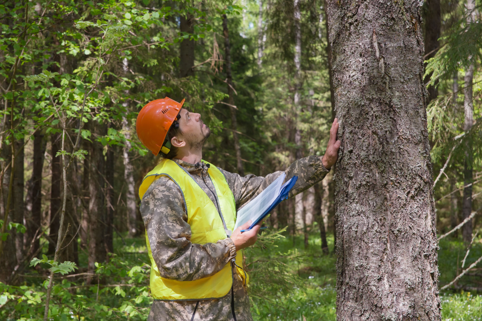 tree inspection