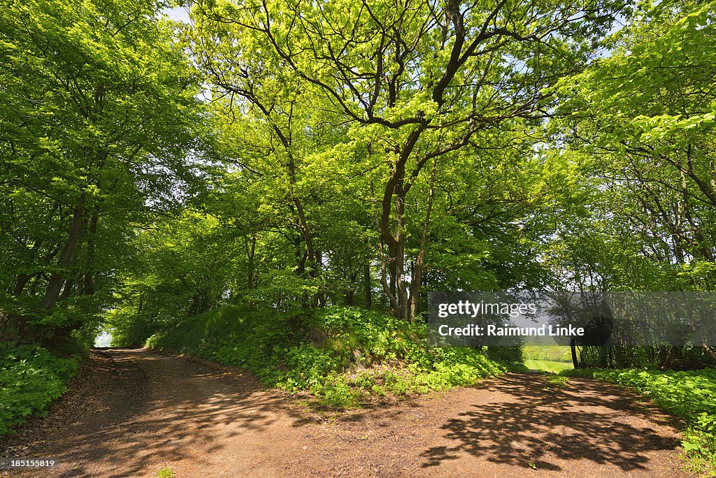 Forked Path in Spring