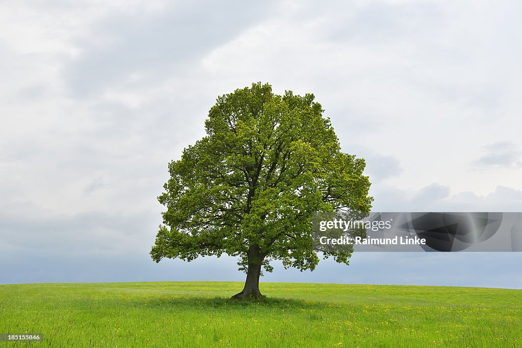 Oak Tree in Spring