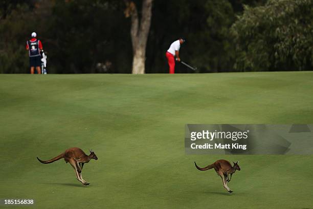 Kangaroos hop across the fairway as Justin Walters of South Africa lines up a shot on the 6th hole during day two of the Perth International at Lake...
