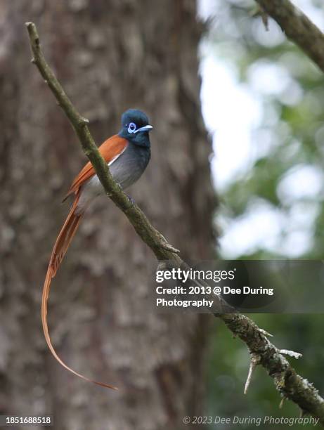 african paradise fly catcher - eutrichomyias rowleyi stock pictures, royalty-free photos & images