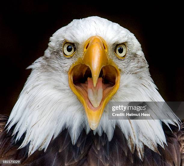 bald eagle - schnabel stock-fotos und bilder