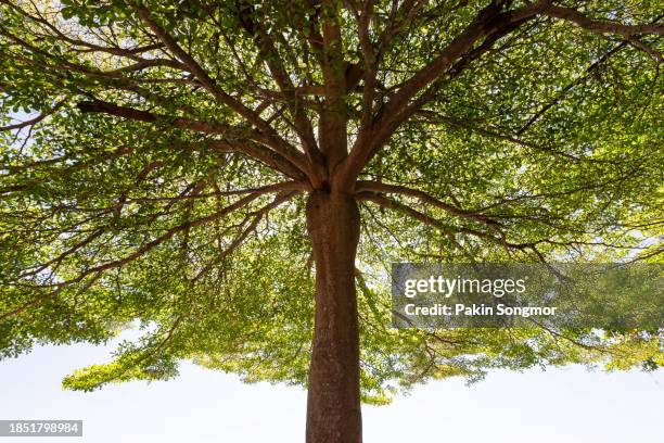 Basal Tree 742 Balsa Tree Stock Photos, High-Res Pictures, and Images - Getty Images