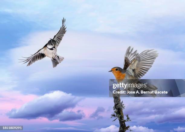close-up of bird robin (erithacus rubecula) and tannenmeise (periparus ater) coal tit, it perches on the branch of a tree at sunset. - titmouse stock pictures, royalty-free photos & images