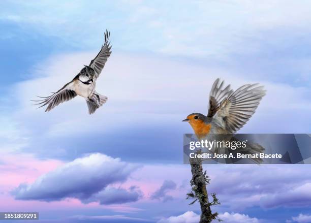 close-up of bird robin (erithacus rubecula) and tannenmeise (periparus ater) coal tit, it perches on the branch of a tree at sunset. - bernat bacete stock pictures, royalty-free photos & images