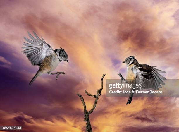 close-up of pair of birds of the species crested tit (lophophanes cristatus) flying next to a branch at sunset. - moonlight lovers stock pictures, royalty-free photos & images