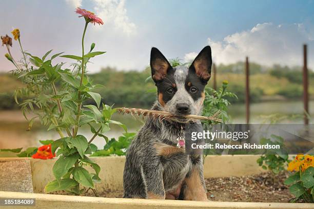 puppy w/ feather - australian cattle dog stockfoto's en -beelden