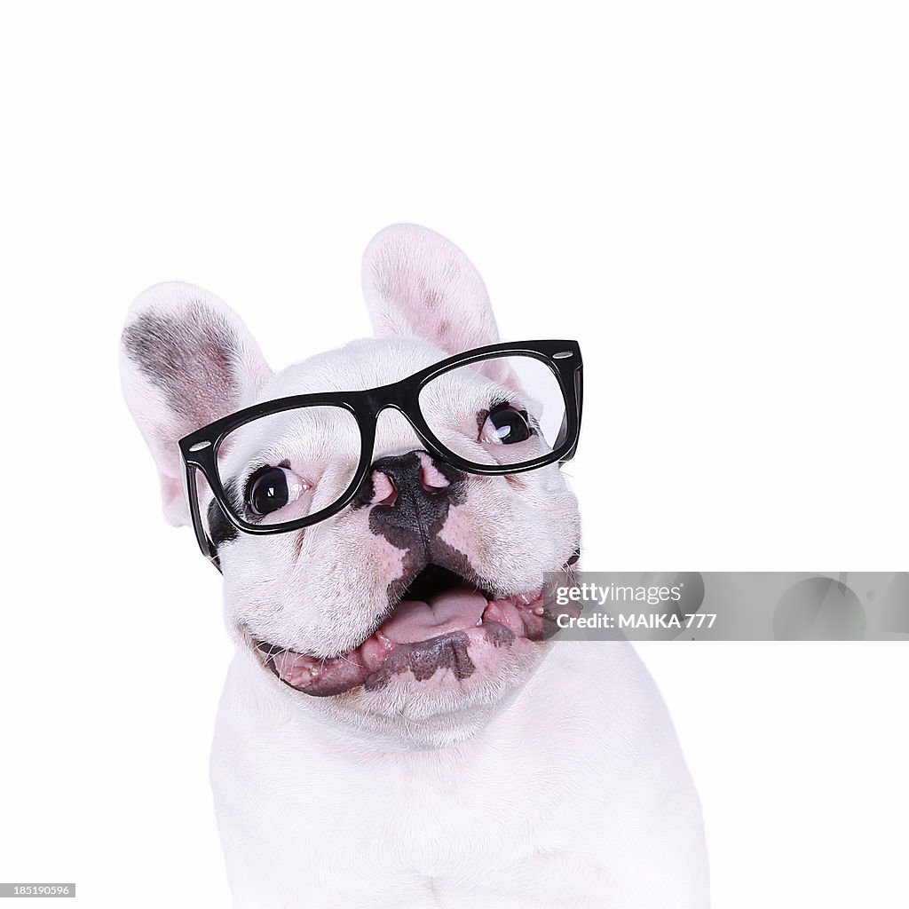 Hipster bulldog