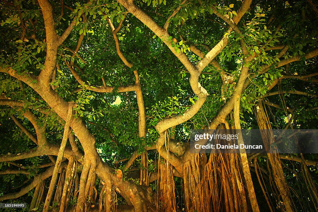 Under a banyan tree