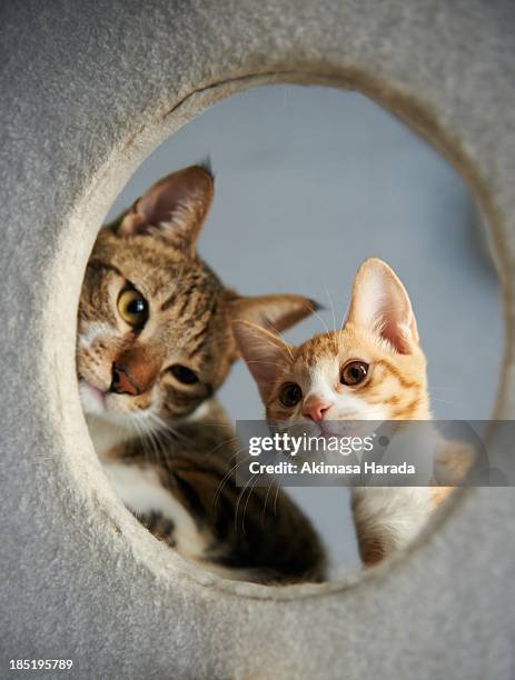 two cats - peeping holes stock pictures, royalty-free photos & images