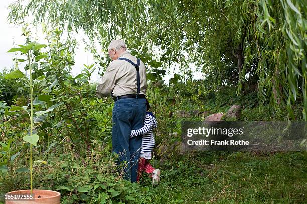 grandpa picking flowers with his grandchild - senior adult gardening stock pictures, royalty-free photos & images