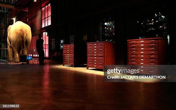 Artist Mark Dion's "An archeology of lost objects" is displayed on October 18, 2013 at the "galerie de l'evolution" of the "Jardin des Plantes" in...