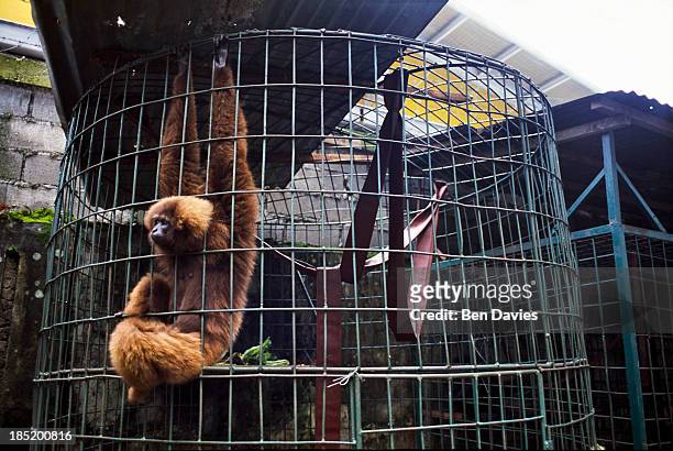 Gibbon living in horrific conditions in Medan Zoo on the island of Sumatra in Indonesia. Many animals in Indonesia are trafficked on the black...