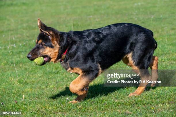 a young german shepherd dog running with a ball - german shepherd playing stock pictures, royalty-free photos & images