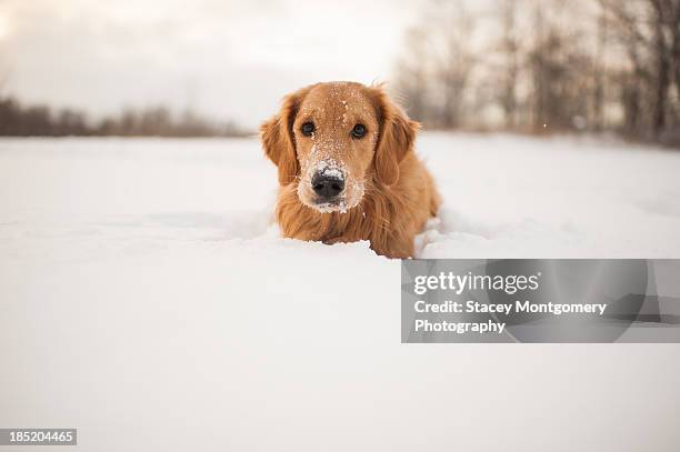 puppy in the snow - one animal stock pictures, royalty-free photos & images