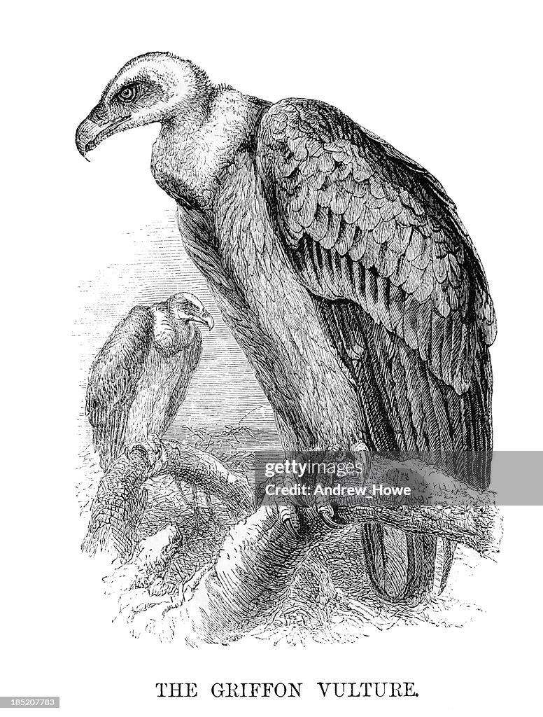 Griffon Vulture Illustration