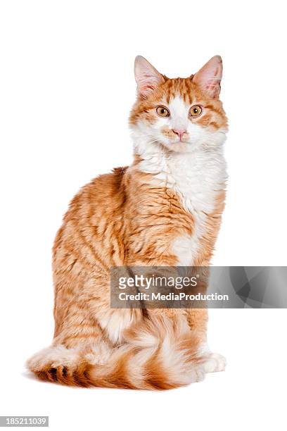 ginger cat - cat and white background stockfoto's en -beelden