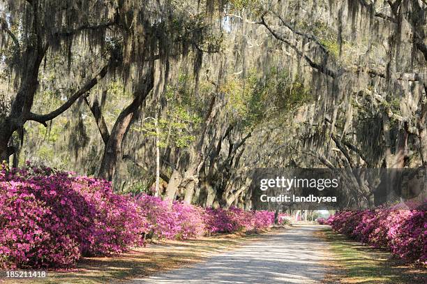 road with live oaks and azaleas in savannah - antebellum stock pictures, royalty-free photos & images