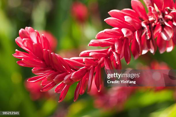 hawaiian tropical rainforest flower- red ginger, alpinia purpurata - alpinia zerumbet stock pictures, royalty-free photos & images