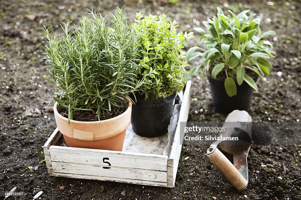 Herbs in pots rosemary, oregano and sage