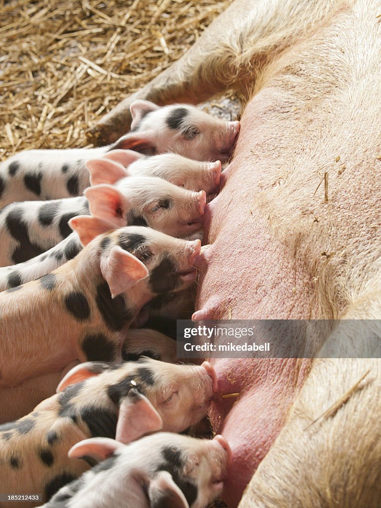 Camada de cochinillos