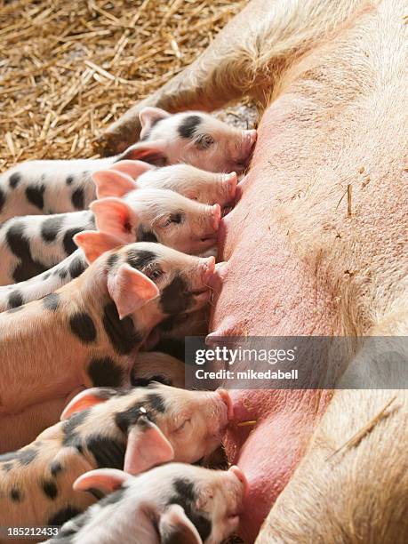 litter of piglets - sow pig stock pictures, royalty-free photos & images