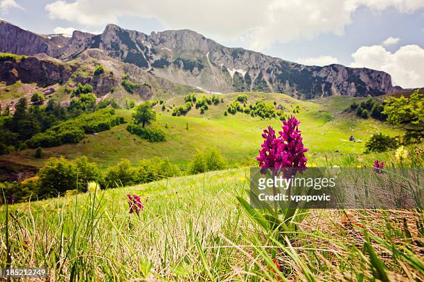 orquídea a las montañas - orquidea salvaje fotografías e imágenes de stock