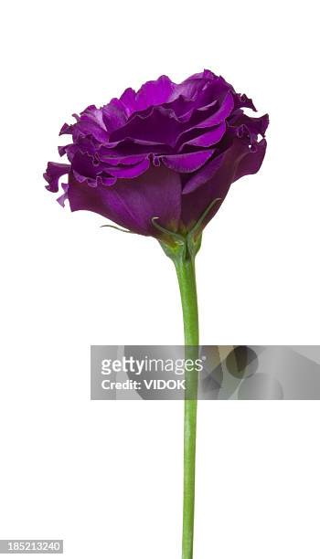 eustoma (lisianthus) - single flower stockfoto's en -beelden