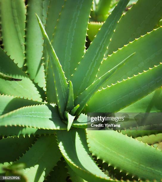 medicinal herbal aloe vera plant close-up - aloe vera plant stock pictures, royalty-free photos & images