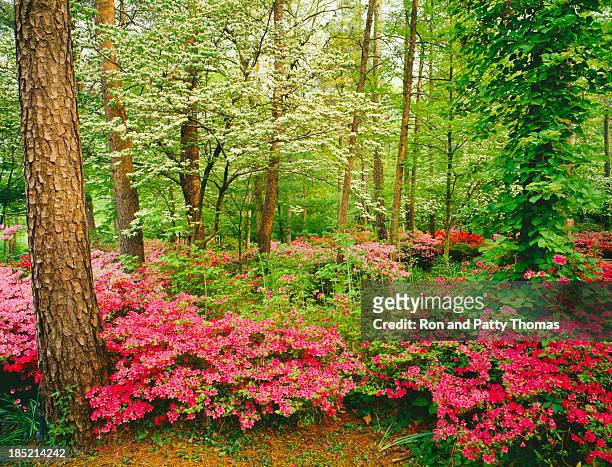 primavera en el sur de los bosques - tree forest flowers fotografías e imágenes de stock