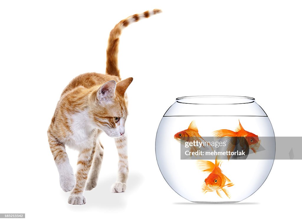 Kitten and three Goldfish