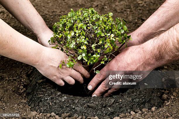 planting small tree - two trees stock pictures, royalty-free photos & images