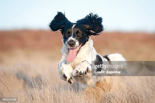 pure joy - spaniel stock pictures, royalty-free photos & images